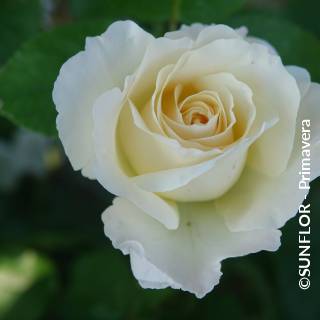 ©SUNFLOR - Primavera
